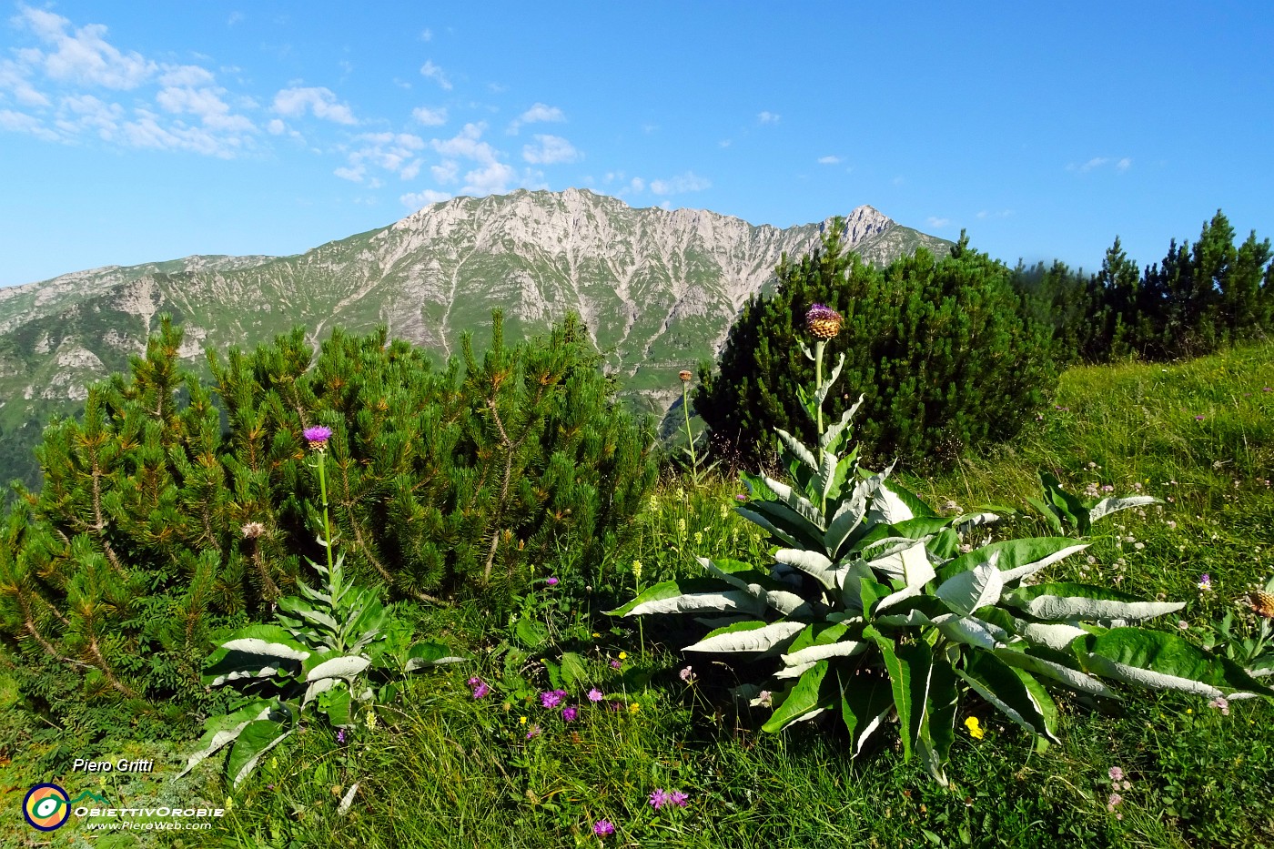 10 Rhaponticum scariosum (Fiordaliso rapontico) con vista in Cima Menna.JPG